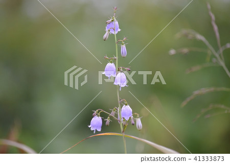 野草 野草 41333873