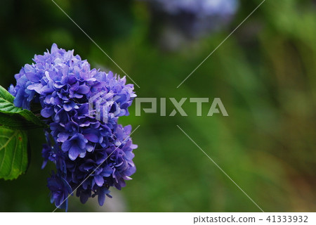 Kamakura Hakusan Shrine <Imaizen temple) hydrangea Kamakura Hakusan Shrine <Imaizen temple) hydrangea 41333932