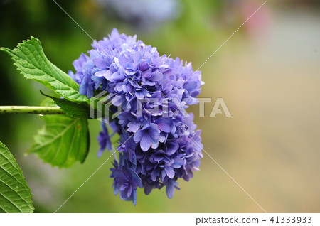 Kamakura Hakusan Shrine <Imaizen temple) hydrangea Kamakura Hakusan Shrine <Imaizen temple) hydrangea 41333933