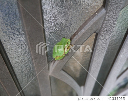 青蛙季節 41333935