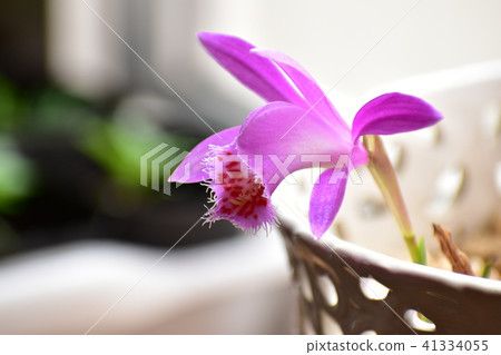Up of Tylin toxopla Up of Tylin toxopla 41334055