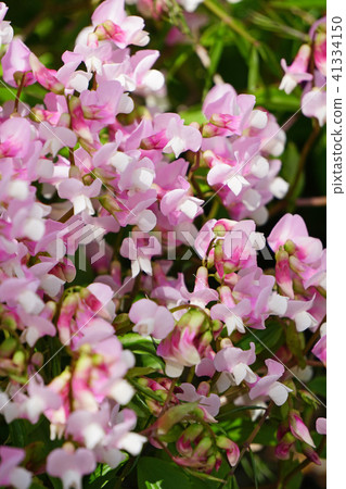 Very cute sweet pea 41334150