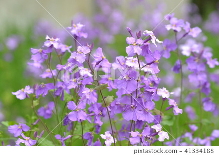 野草 41334188