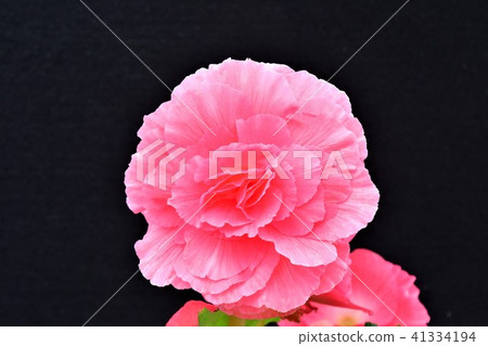 海棠花 41334194