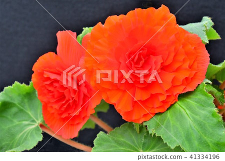 Begonia flowers Begonia flowers 41334196
