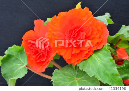 Begonia flowers 41334198