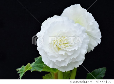 Begonia flowers Begonia flowers 41334199