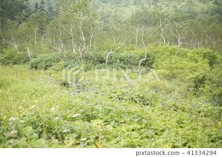 Tsugaike高原Yachi Torikabuto的高山工廠 41334294