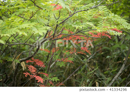 在Tsugaike高原的高山植物Nanakamado 41334296