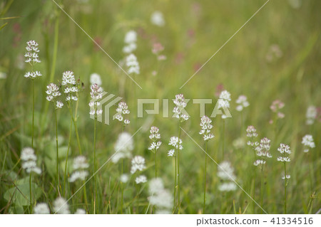 Tsugaike高原的高山植物Iwashiobu Tsugaike高原的高山植物Iwashiobu 41334516