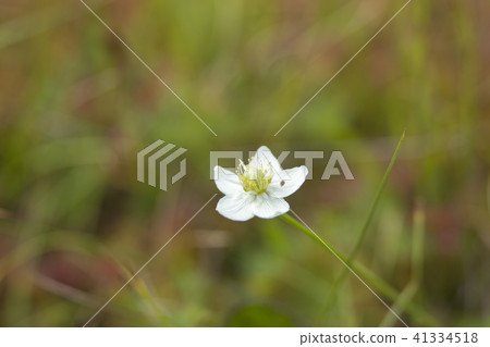 Tsugaike高原的高山植物 Tsugaike高原的高山植物 41334518