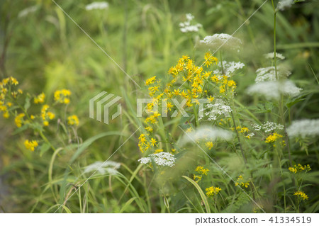 Tsugaike高原的高山植物 Tsugaike高原的高山植物 41334519