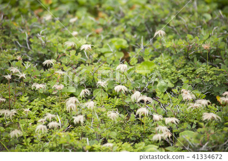 在Tsugaike高原的高山植物Tingleuma 在Tsugaike高原的高山植物Tingleuma 41334672