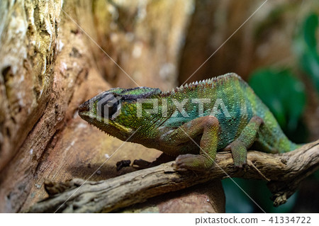 Panther Chamaleon camaleon madagascar lizard 41334722