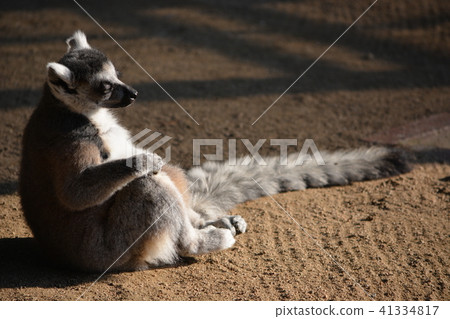 中央公園 41334817