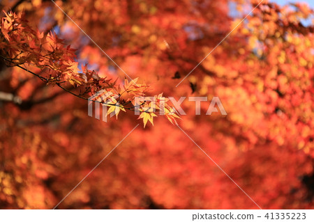 Autumn leaves 41335223