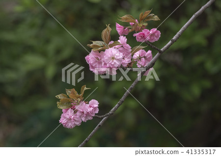 八重櫻 41335317