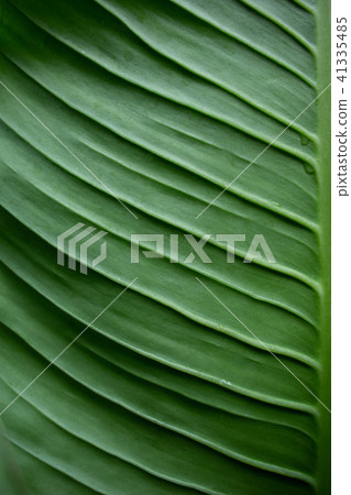 Dieffenbachia Green leaf texture  41335485