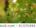 秋天的樹葉 41335494