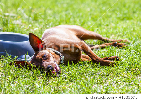 Miniature pinscher resting next to feeding bown on a hot summer day Miniature pinscher resting next to feeding bown on a hot summer day 41335573