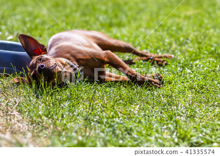 Miniature pinscher resting next to feeding bown on a hot summer day Miniature pinscher resting next to feeding bown on a hot summer day 41335574