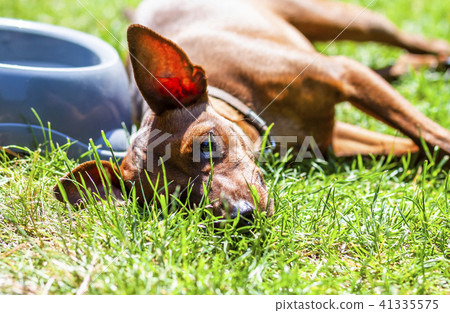 Miniature pinscher resting next to feeding bown on a hot summer day Miniature pinscher resting next to feeding bown on a hot summer day 41335575
