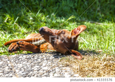 Miniature pinscher resting between pavement and green lawn Miniature pinscher resting between pavement and green lawn 41335576