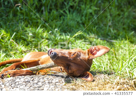 Miniature pinscher resting between pavement and green lawn Miniature pinscher resting between pavement and green lawn 41335577
