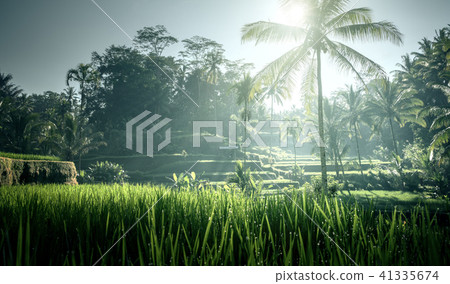 Tegalalang rice terrace, Bali, Indonesia 41335674