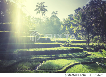 Tegalalang rice terrace, Bali, Indonesia 41335675
