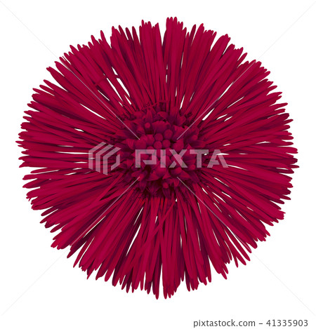 Flower carmine Tussilago farfara isolated on white 41335903