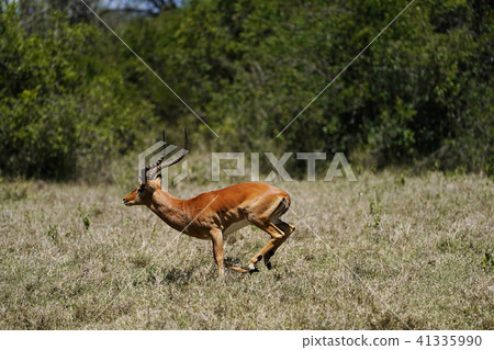 Impala Impala 41335990