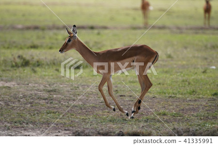 Impala Impala 41335991