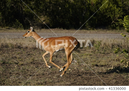 Impala Impala 41336000