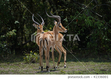 Impala Impala 41336001