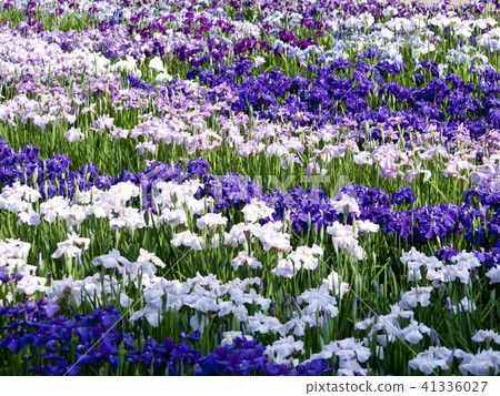 Iris garden 41336027