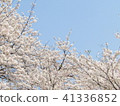 櫻花 41336852