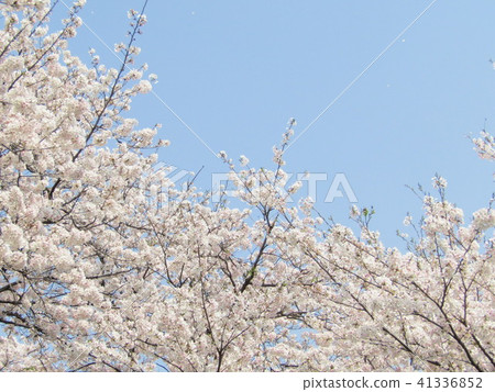 櫻花 櫻花 41336852