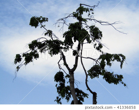 Trees and sky Trees and sky 41336858