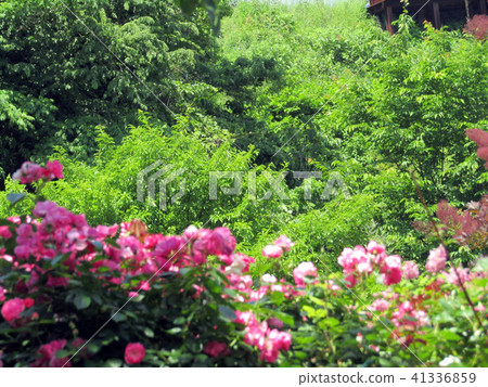 Rose landscape Rose landscape 41336859