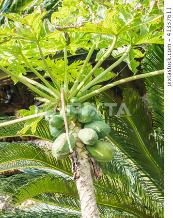 藍莓木瓜樹 藍莓木瓜樹 41337611