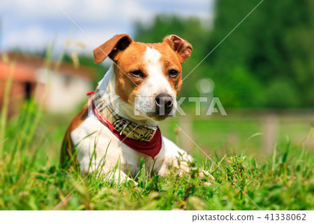 Jack russel terrier on green grass 41338062