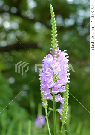 Flower Tiger's tail [Hanatraneo] 41338192