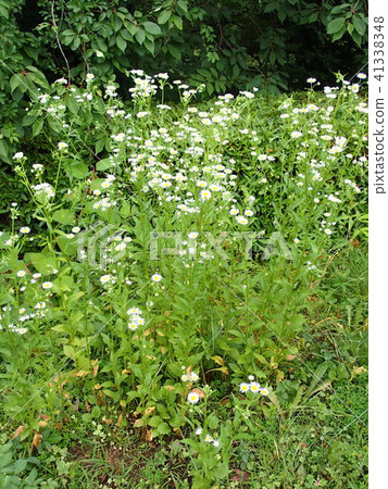 Harujion Harujion 41338348