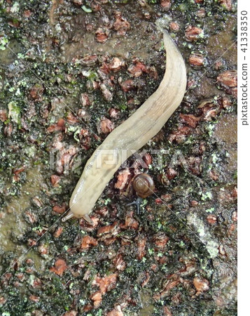 S and和蝸牛 41338350