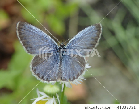 Spread the wings Spread the wings 41338351