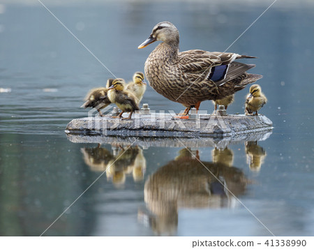 有cargamo的母親的嬰孩 41338990