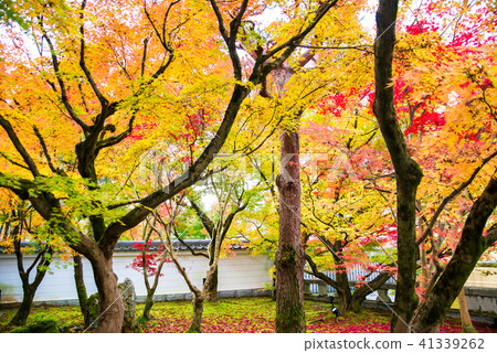 Autumn leaves in front of Kyoto Zenlinji 41339262