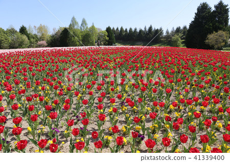 Tulip Tulip 41339400