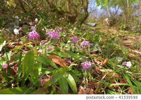 花開到一邊攀爬的道路 花開到一邊攀爬的道路 41339598